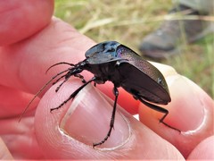 Scaphinotus elevatus