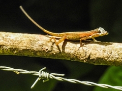 Anolis limifrons