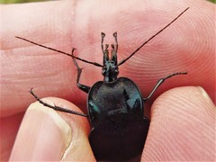 Scaphinotus elevatus