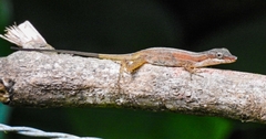 Anolis limifrons