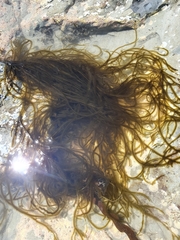 Papenfussiella lutea