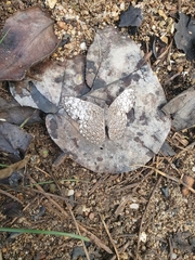 Hamadryas februa ferox