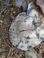 Hamadryas februa ferox