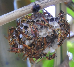 Polistes