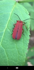 Dictyoptera