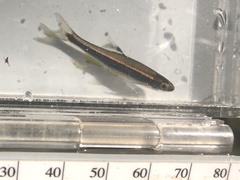 Pteronotropis metallicus