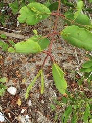 Laguncularia racemosa