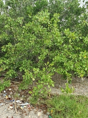 Laguncularia racemosa