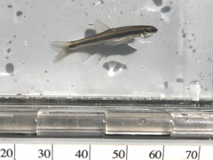 Pteronotropis harperi