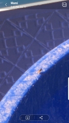 Pterygota