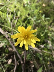 Microseris walteri