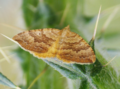 Chrysolarentia correlata