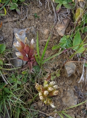 Gentianeae