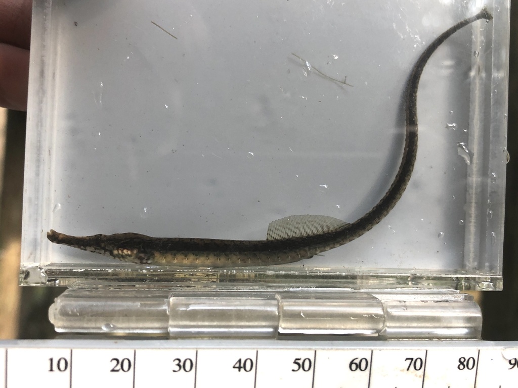 Gulf pipefish (Syngnathus scovelli) — Syngnathidae