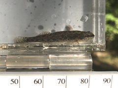 Etheostoma edwini