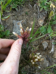 Gentianeae