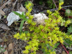 Sedum spathulifolium
