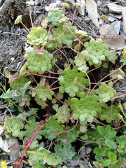 Sedum spathulifolium