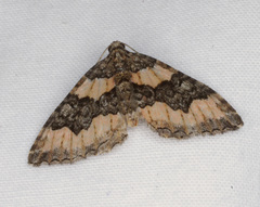Chrysolarentia gypsomela