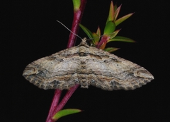Chrysolarentia leucophanes