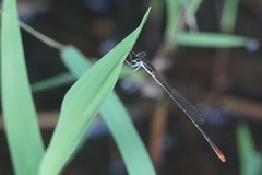 Agriocnemis gratiosa