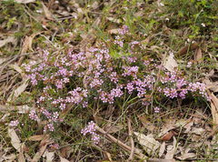 Euryomyrtus ramosissima ramosissima