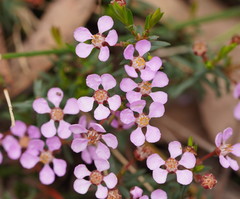 Euryomyrtus ramosissima ramosissima