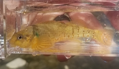 Etheostoma variatum