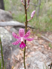 Dipodium ensifolium