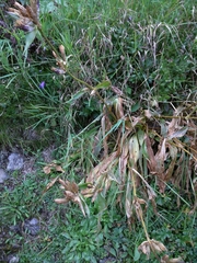 Gentiana purpurea