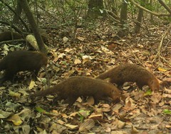 Crossarchus platycephalus