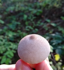 Lycoperdon