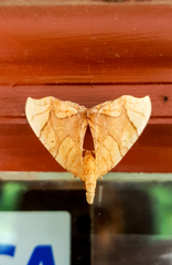 Eulithis gracilineata