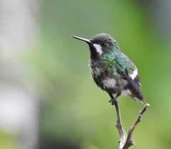 Green Thorntail photo 3