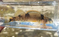 Etheostoma variatum