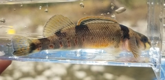 Etheostoma variatum