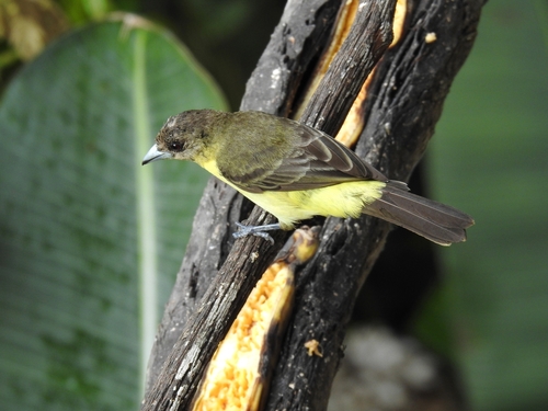 Flame-rumped Tanager (Ramphocelus flammigerus), photo 6