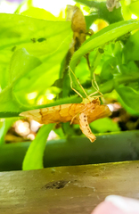 Eulithis gracilineata