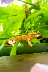 Eulithis gracilineata