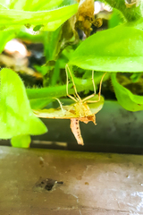 Eulithis gracilineata