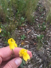Goodenia pinnatifida