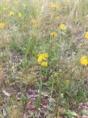 Goodenia pinnatifida