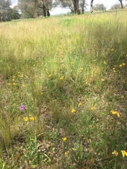 Goodenia pinnatifida