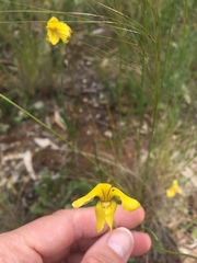 Goodenia pinnatifida