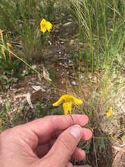 Goodenia pinnatifida