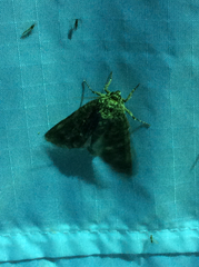Acronicta americana