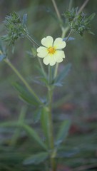 Potentilla recta