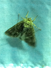 Acronicta americana