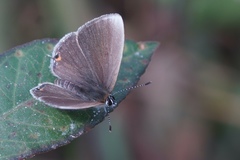 Eicochrysops hippocrates