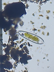 Surirella